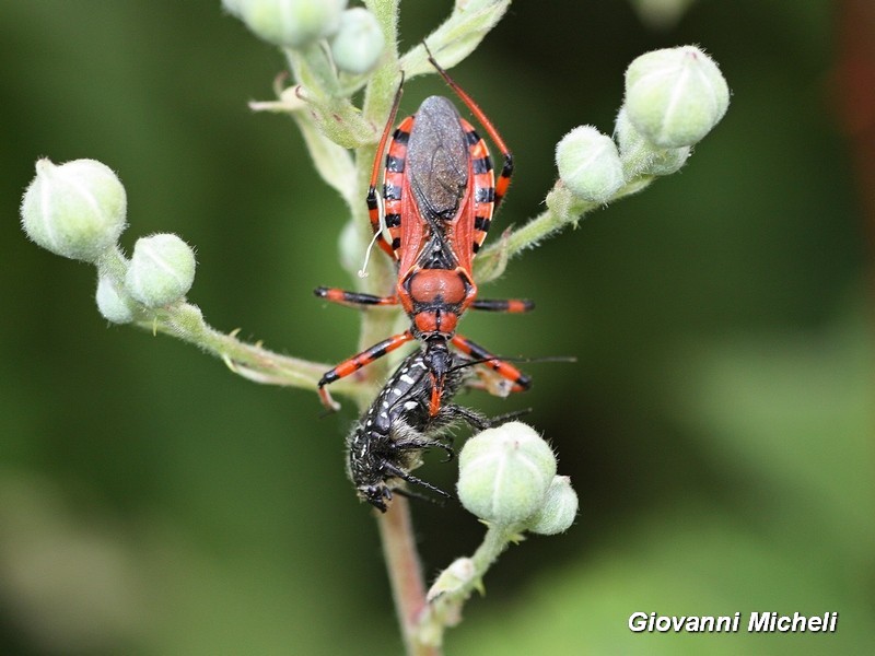 Rhynocoris iracundus (Reduviidae)  preda  Oxythirea funesta